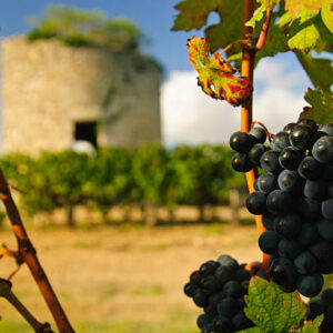Médoc